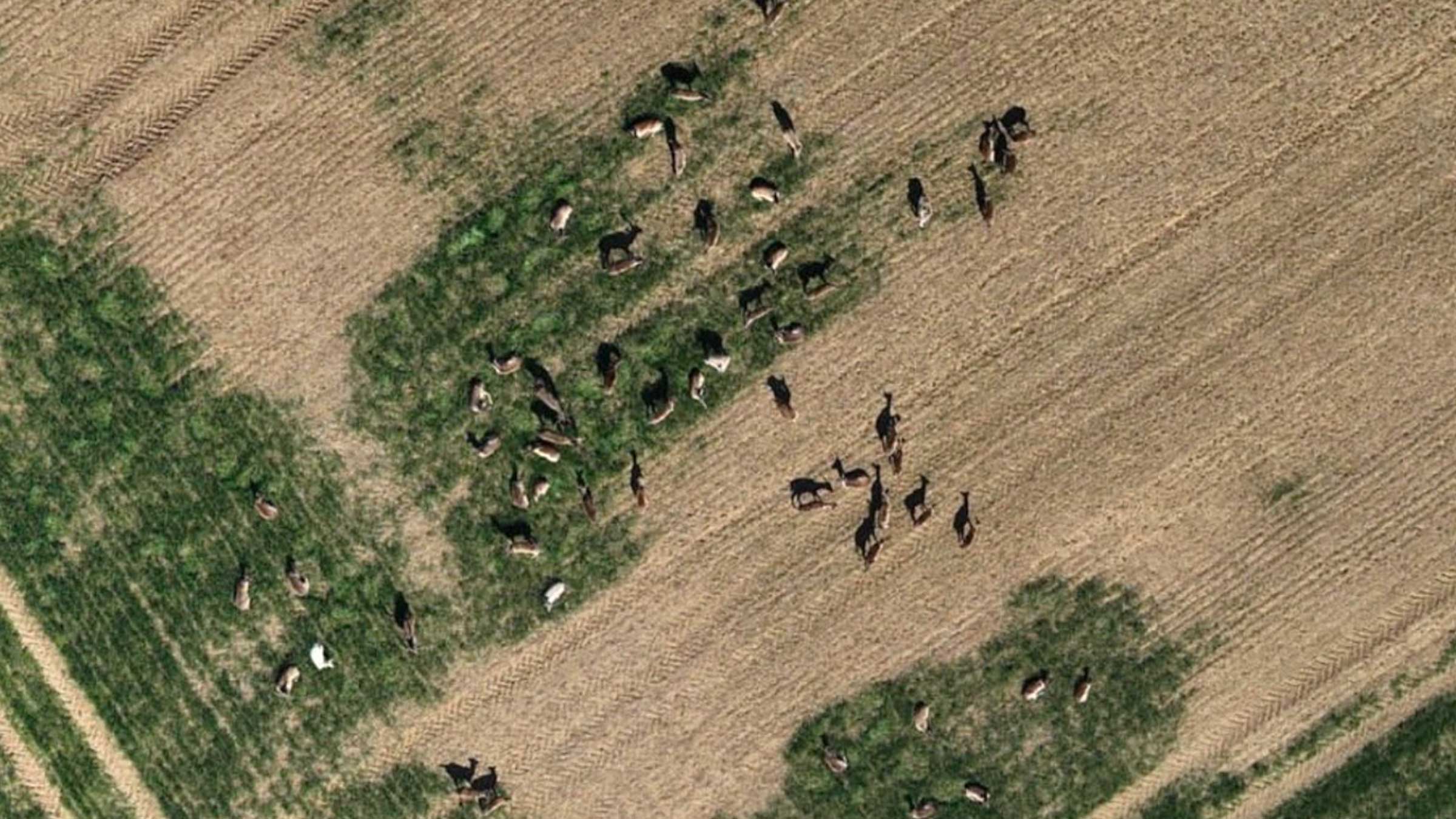 damage from phragmites in an agriculture field