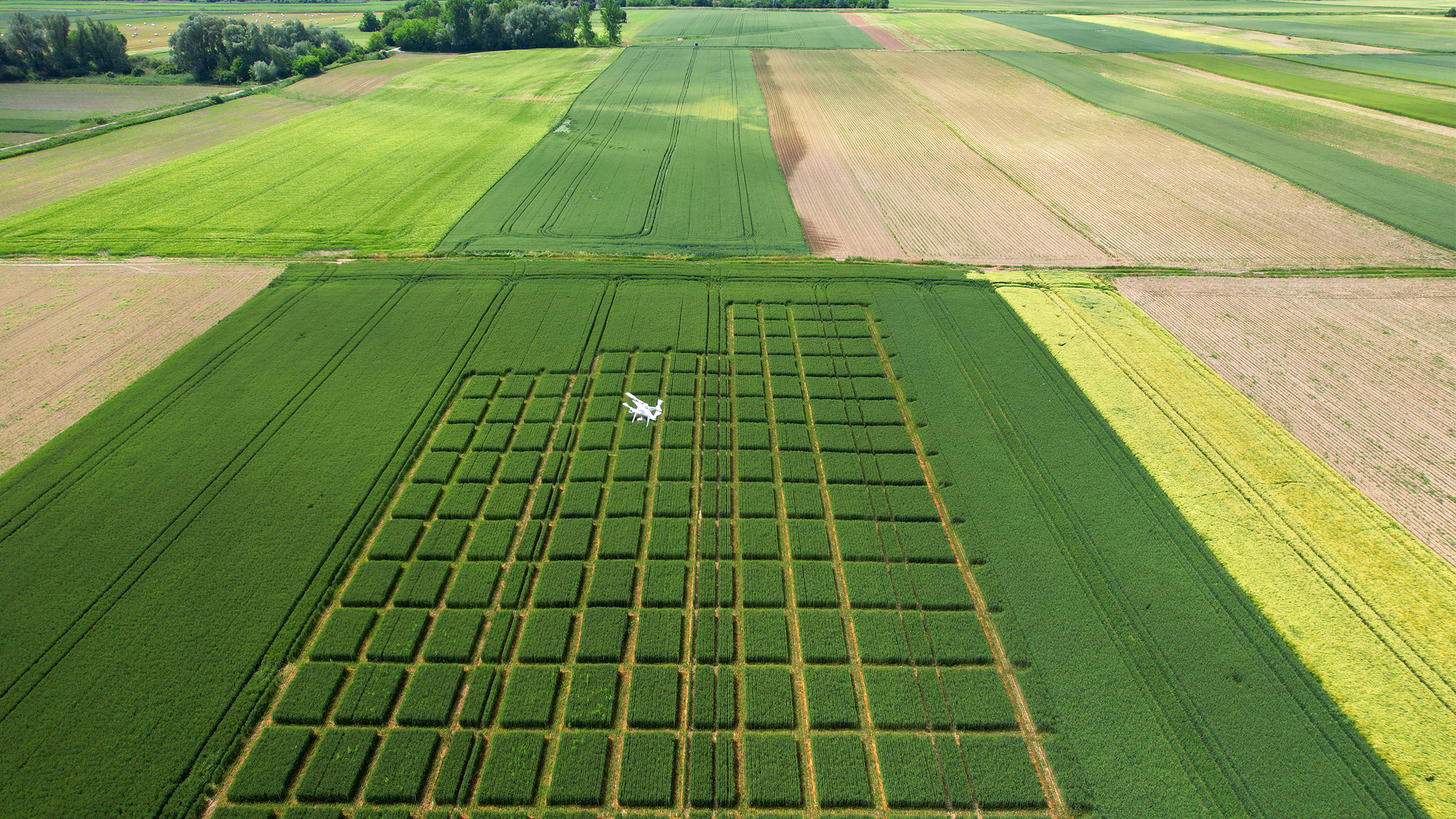 drone flying over an agriculture field