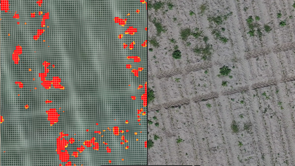 digital surface model output for agriculture